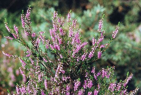 Calluna vulgaris