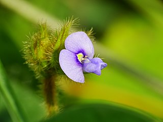 <i>Calopogonium mucunoides</i> Species of plant in the genus Calopogonium