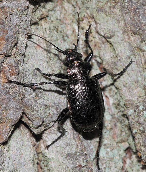 File:Calosoma inquisitor (Carabidae) (10136378123).jpg