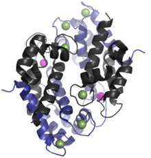 Crystal structure of Mn and Ca loaded calprotectin, showing two S100A8-S100A9 dimers. The grey and blue chains represent S100A8 and S100A9, respectively. Purple spheres represent Mn and green spheres represent Ca . Only one manganese ion can bind per calprotectin dimer. Calprotectin-4GGF.png