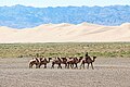 * Nomination Camels at sand dunes of Khongoryn Els, Gobi Gurvansaikhan National Park, Mongolia --Bgag 03:02, 25 March 2024 (UTC) * Promotion  Support Good quality. --JoachimKohler-HB 04:19, 25 March 2024 (UTC)