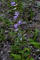 Creeping Bellflower.