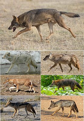 Wolf Above: Coyote, African gold wolf Middle: Ethiopian wolf, golden jackal Below: Black-backed jackal, striped jackal