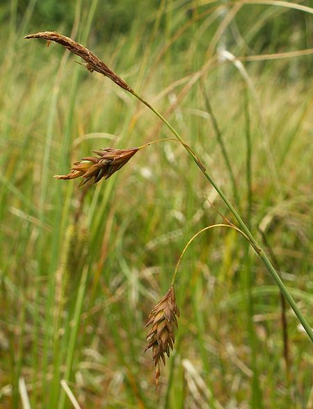 Tập_tin:Carex_limosa_inflorescence_kz.jpg