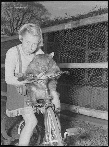 File:Cary Bay Zoo, Lake Macquarie, NSW, 1954 - Sam Hood (3257005706).jpg