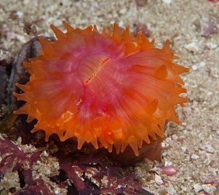 <i>Caryophyllia</i> Genus of corals