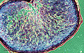 Caryopsis (grain) (255 31) Cross-section.jpg