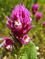 Castilleja exserta