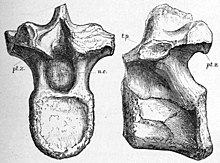 Catalogue of the fossil Reptilia and Amphibia in the British Museum (Natural history) By Richard Lydekker (1888) (20571332452).jpg