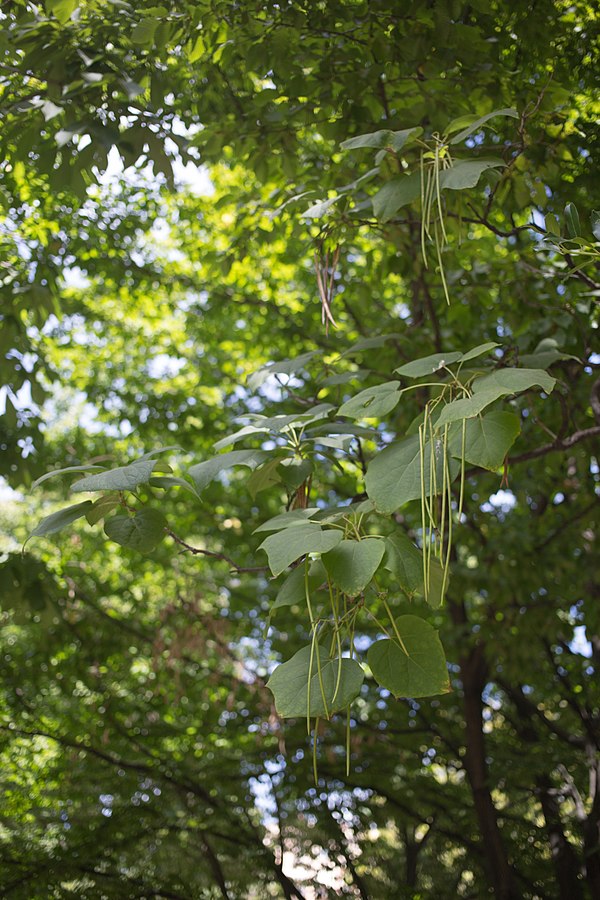 Tout savoir sur le Catalpa de Chine