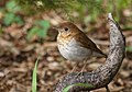 Veery Grive fauve