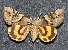 Catocala fulminea