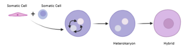 Cell Fusion. Two cells can be fused together and share nuclear DNA, creating a heterokaryon, which can then have the nuclease fuse, creating a hybrid. Created with BioRender.com Cell Fusion.png