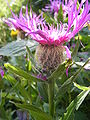 flowerhead