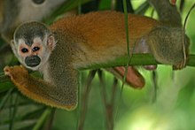 Resting on a branch Central American Squirrel Monkey.jpg