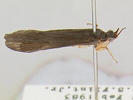Centromacronema nigripenne
