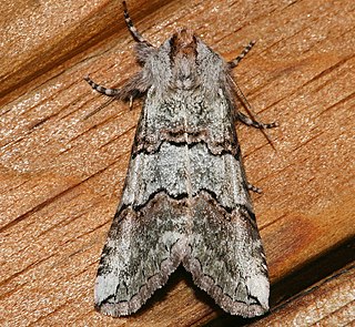 <i>Ceranemota fasciata</i> Species of false owlet moth