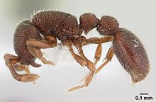 Cerapachys fragosus casent0106215 profili 1.jpg