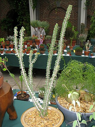 <i>Portulacaria namaquensis</i> Species of succulent