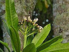 Inflorescence