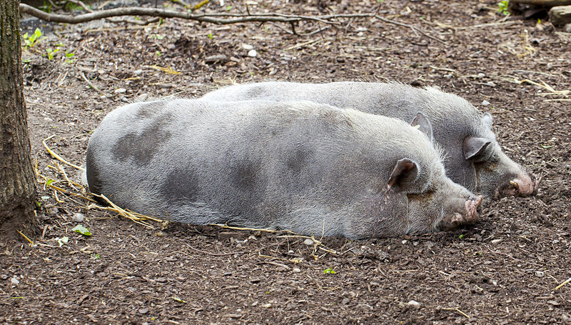 File:Cerdo Turopolje, Tierpark Hellabrunn, Múnich, Alemania, 2012-06-17, DD 02.JPG