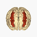 Cerebrum - middle frontal gyrus - superior view animation.gif
