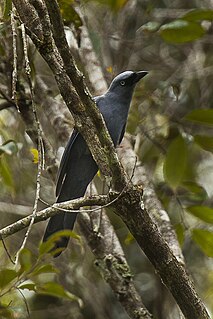 Cerulean cuckooshrike Species of bird