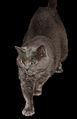 Chartreux Cat 1.jpg