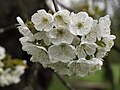 Cherry Blossom 6562 02.jpg