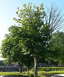 ChestnustMarronnierPseudomonasSyringae.jpg