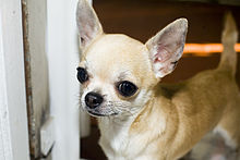 Chihuahua .jpg