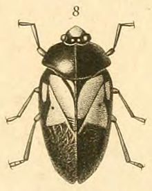 Choconta circlata.jpg