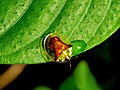 * Nomination Chrysomelidae family, Hispinae subfamily -- Jkadavoor 06:37, 8 May 2012 (UTC) * Promotion QI for me --Llez 10:40, 8 May 2012 (UTC)