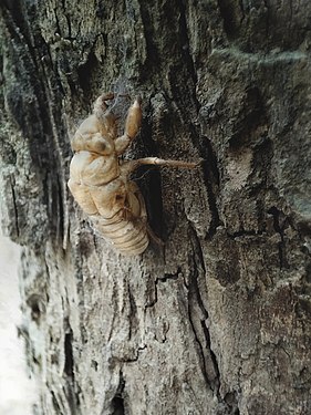 Cicada Shell on the Tree