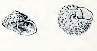 <i>Clanculus albugo</i> species of mollusc