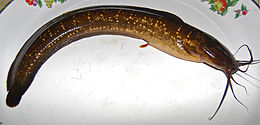 Clarias nieuhofii