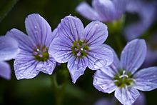 Claytonia sarmentosa.jpg