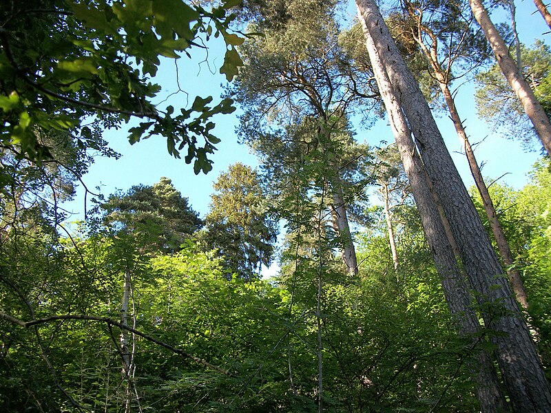 File:Cleghorn Glen 20 June 2010 (125).JPG