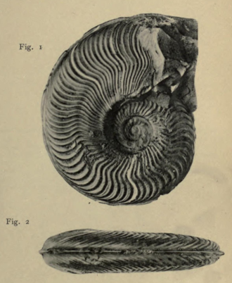 Cleviceras exaratum - type specimen ClevicerasExaratumType.png