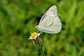 * Nomination Close wing Nectaring of Appias olferna Swinhoe, 1890 - Eastern Striped Albatross (Male) --Sandipoutsider 09:47, 19 August 2022 (UTC) * Promotion  Support Good quality. --Velvet 06:37, 22 August 2022 (UTC)