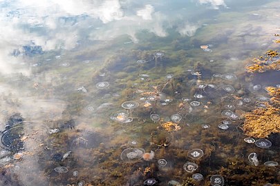 Clouds reflected in a bay with jellyfish infestation at Rågårdsdal