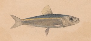 Clupea punctata - 1835 - Print - Iconographia Zoologica - Special Collections University of Amsterdam - UBA01 IZ15100064 (cropped).tif