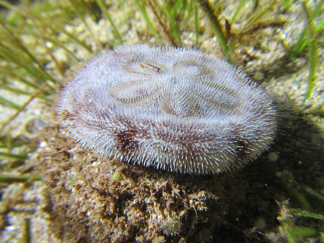 Sand dollar