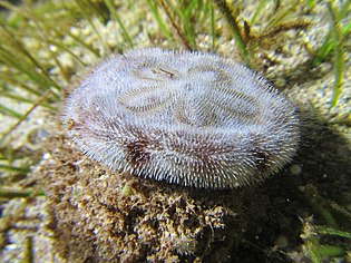 Un oursin plat (Clypeaster reticulatus), observé à Mayotte. (définition réelle 2 880 × 2 305*)