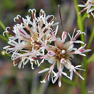 <i>Palafoxia integrifolia</i>