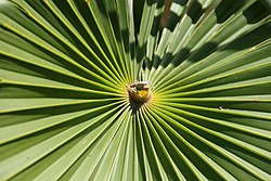 Coccothrinax hioramii