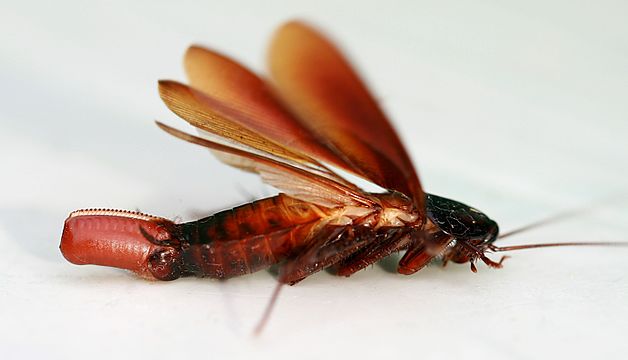 Female cockroach (Periplaneta americana) with ootheca