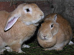 Házi nyúl (Oryctolagus cuniculus domestica)