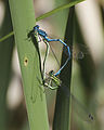 Coenagrion puella