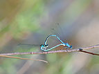 Coenagrion puella